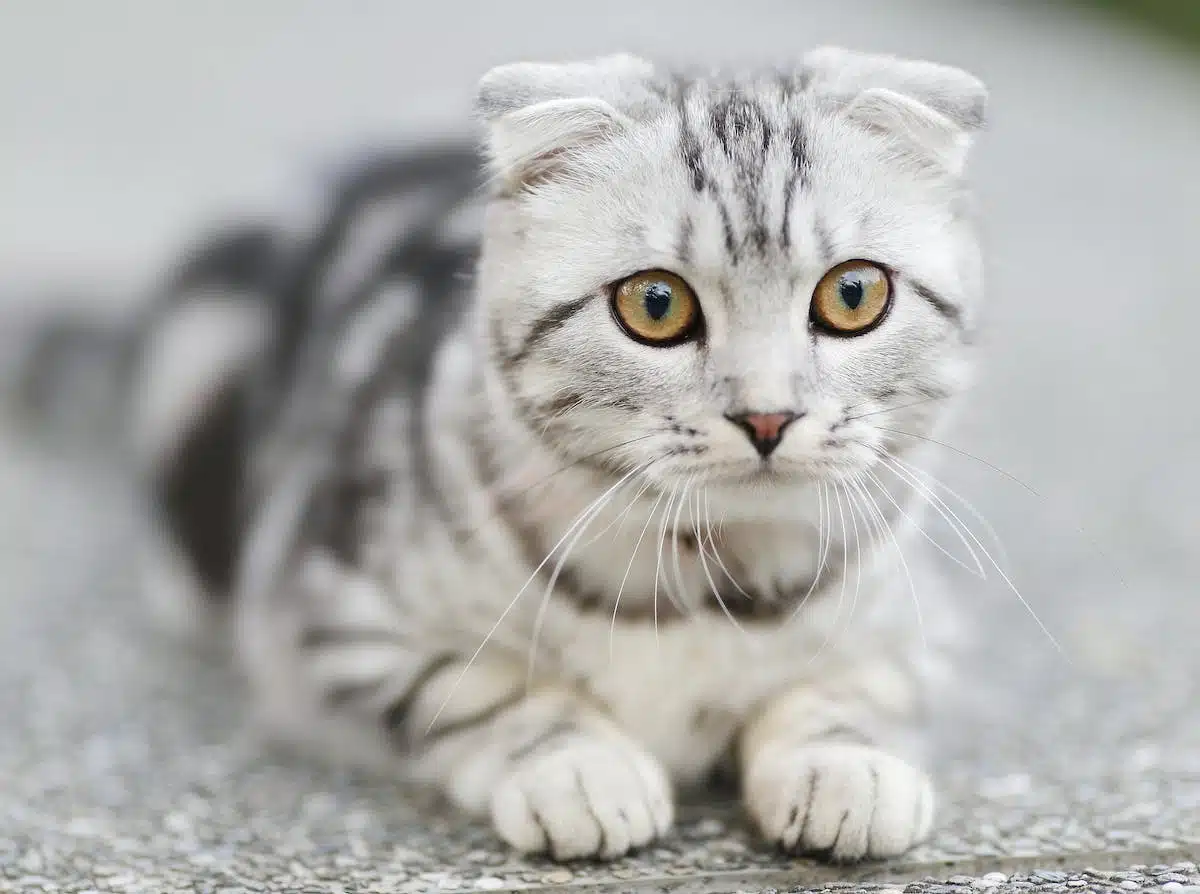 chaton  éducation
