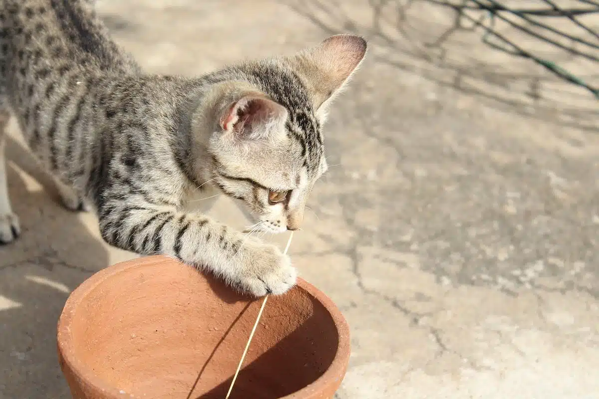 chat  jouer