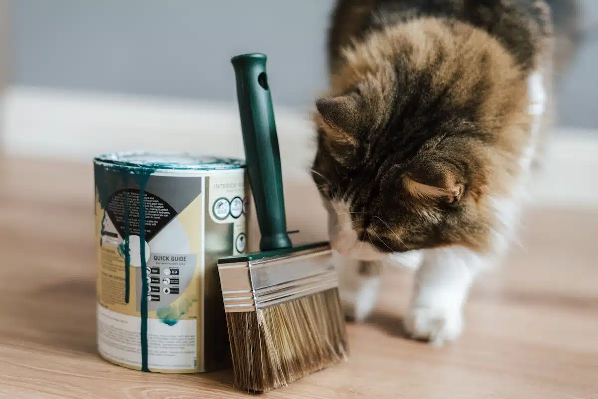 chat  brosse