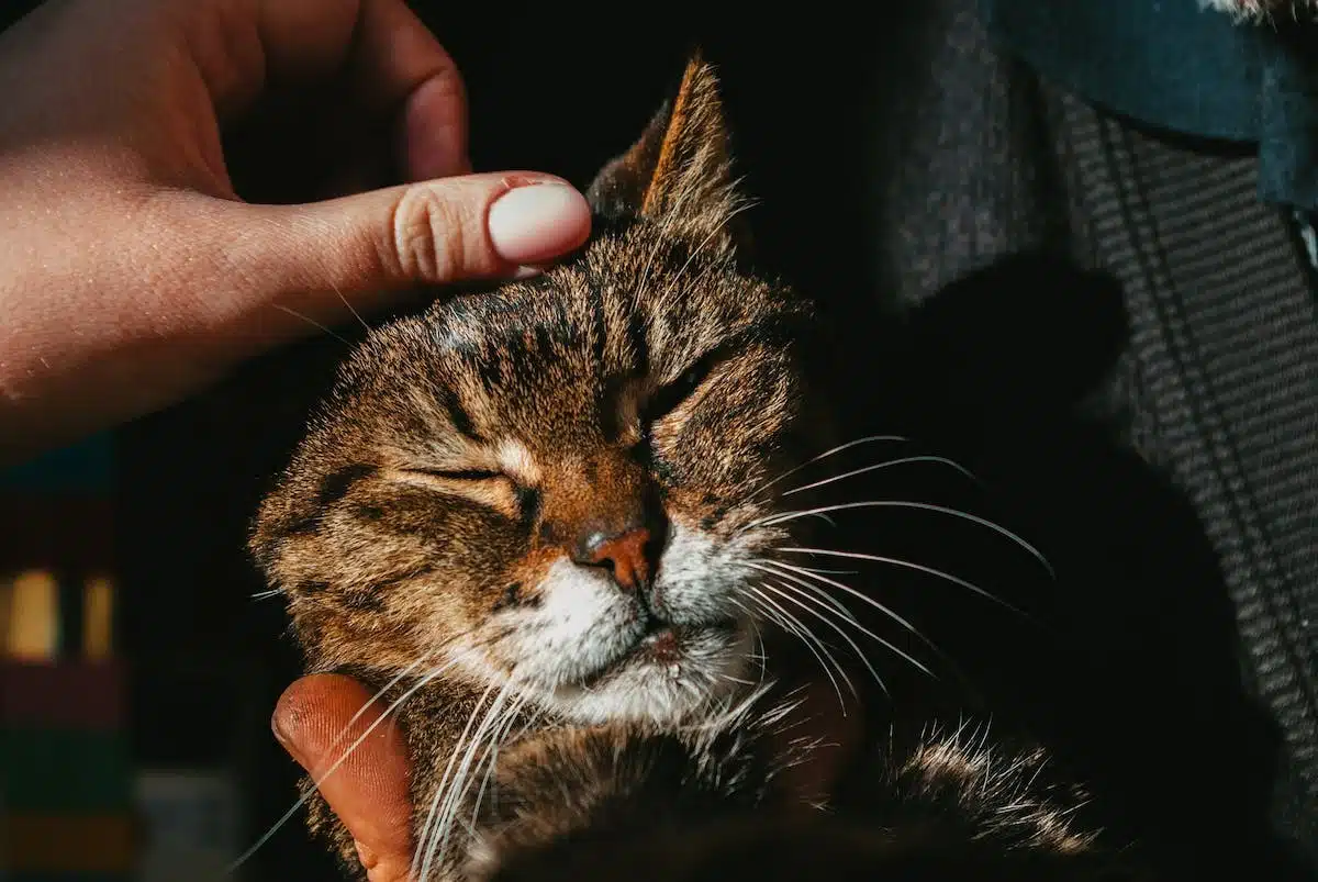 psychologie animale
