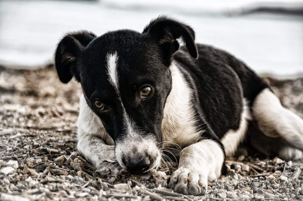 chien malaise