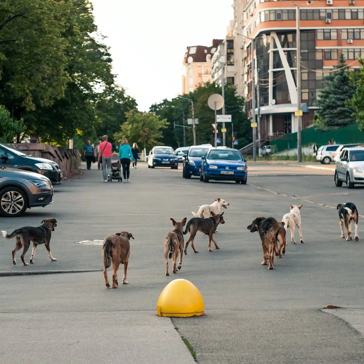 animaux citadins