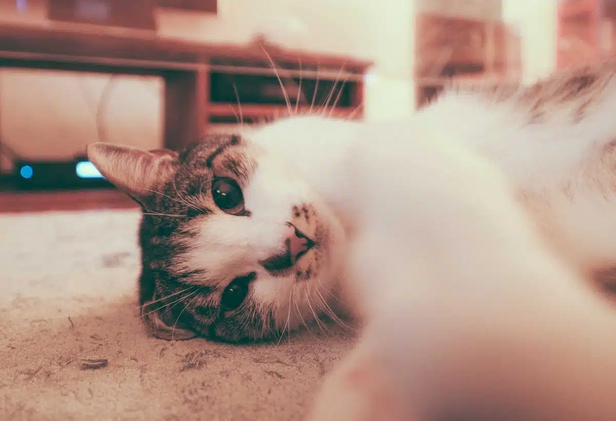 chat  calme