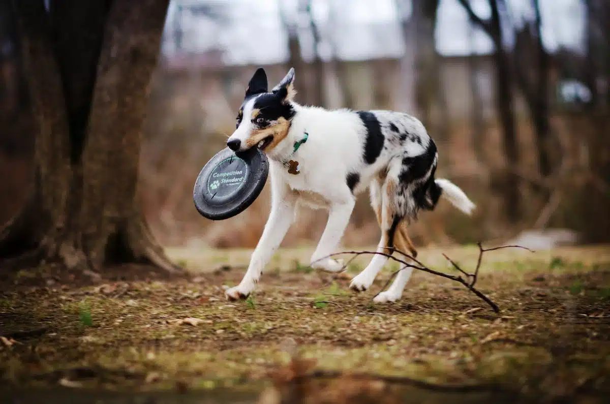 race canine