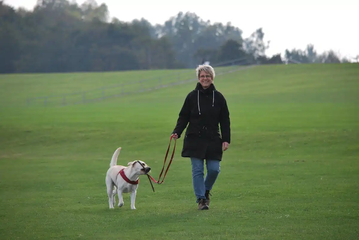 promenade chien