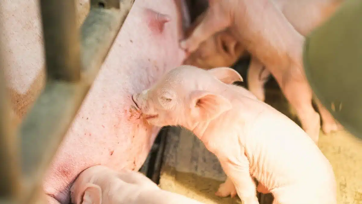 animaux  souffrance