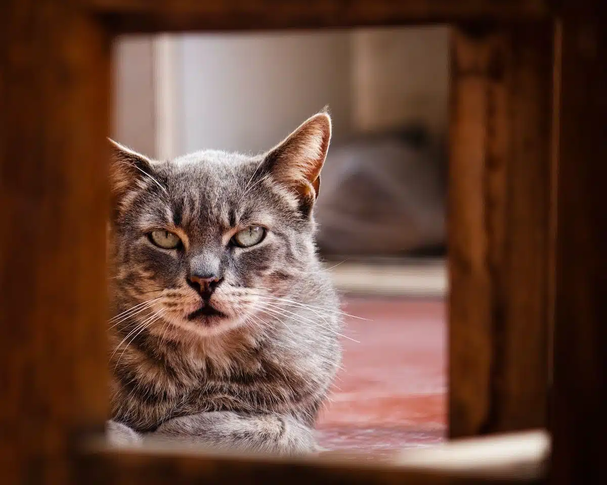 chat  éducation