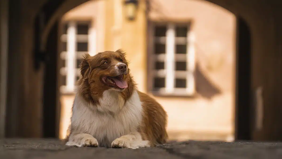 chien  sécurité