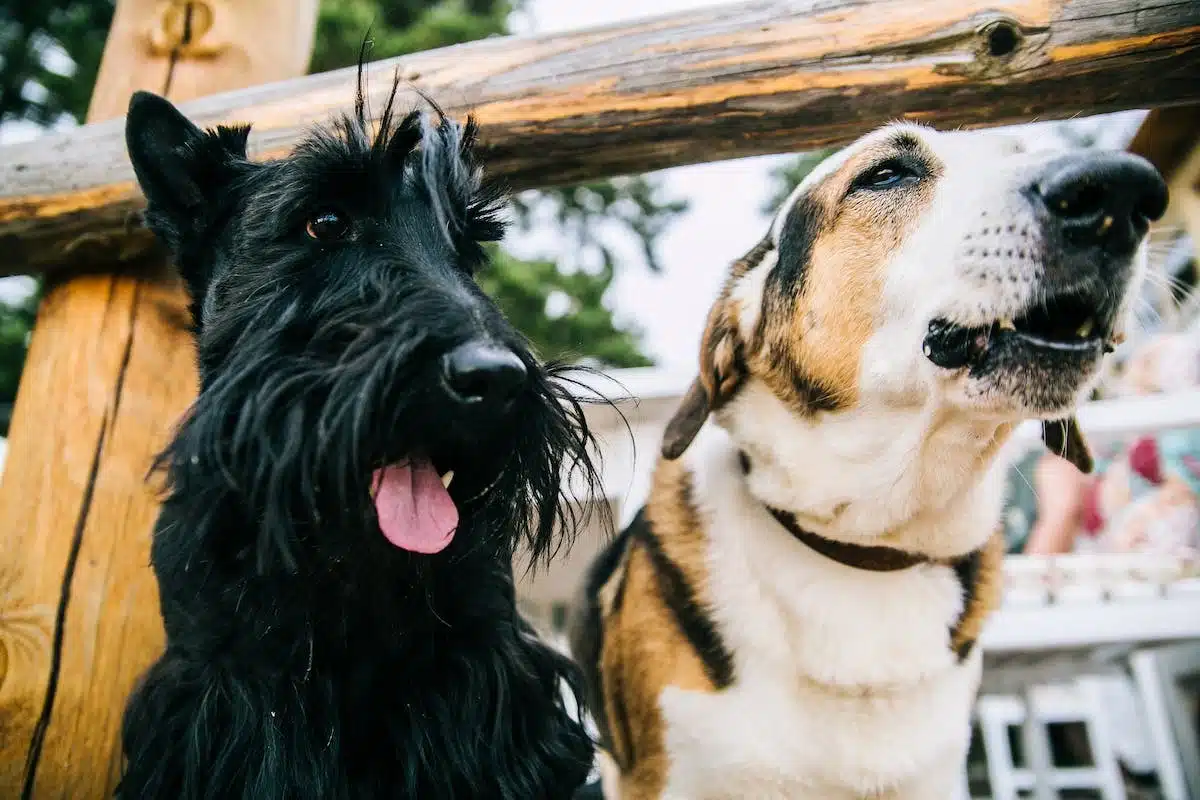 chien socialisation