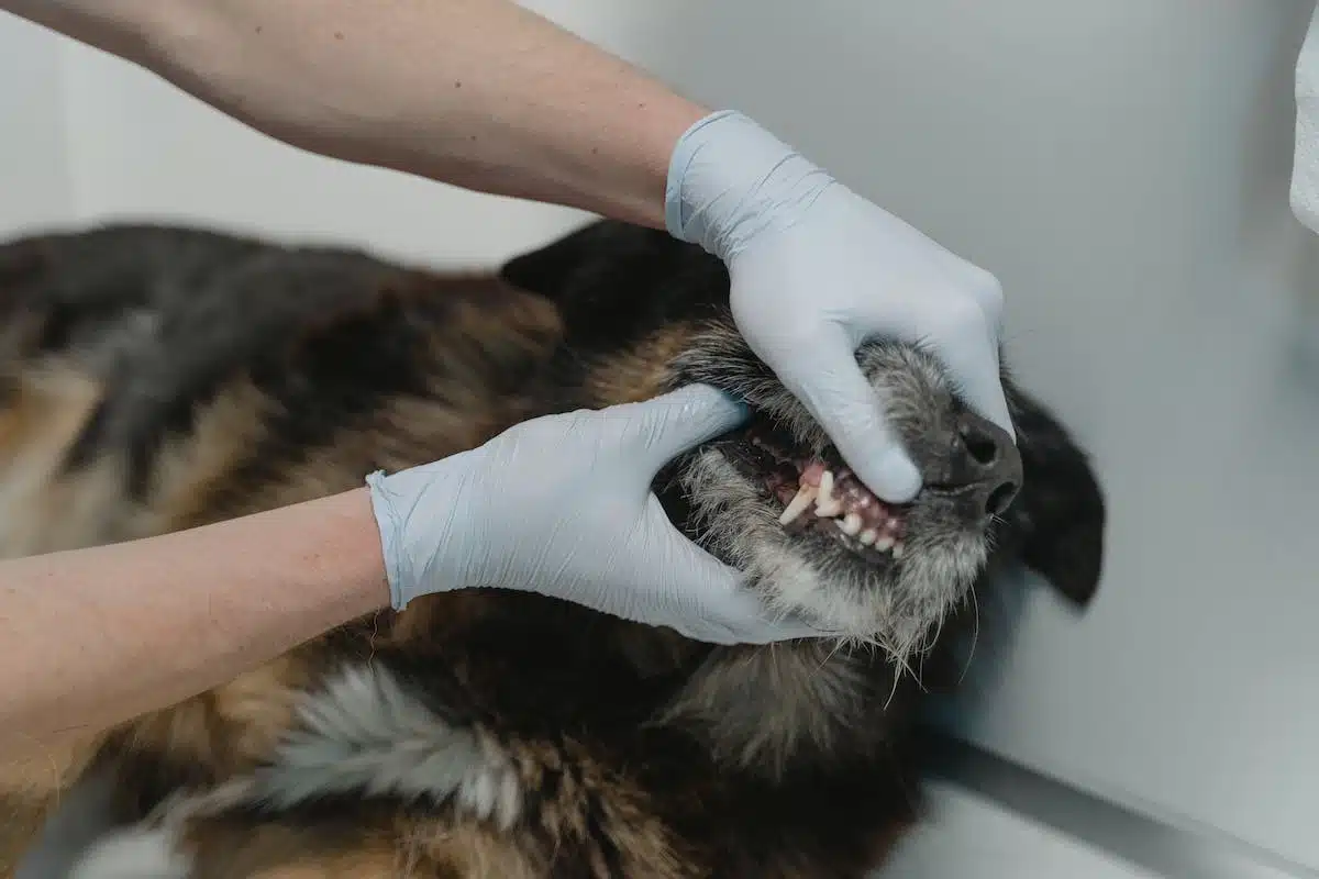 chiens  dentaire