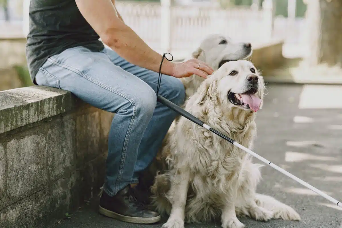 chien  amitié
