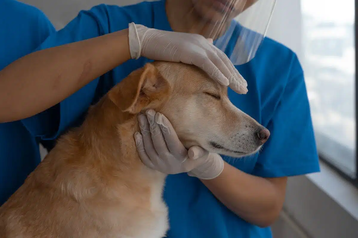 vaccination animal
