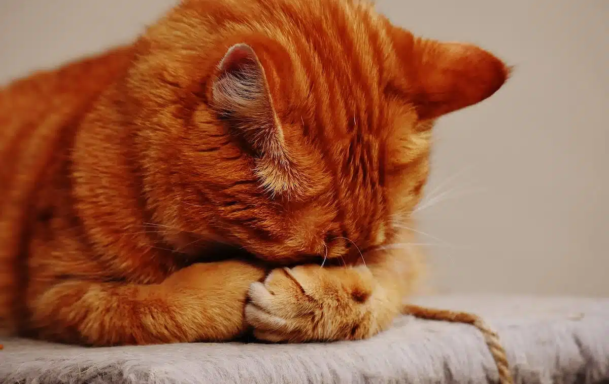 chat  socialisation