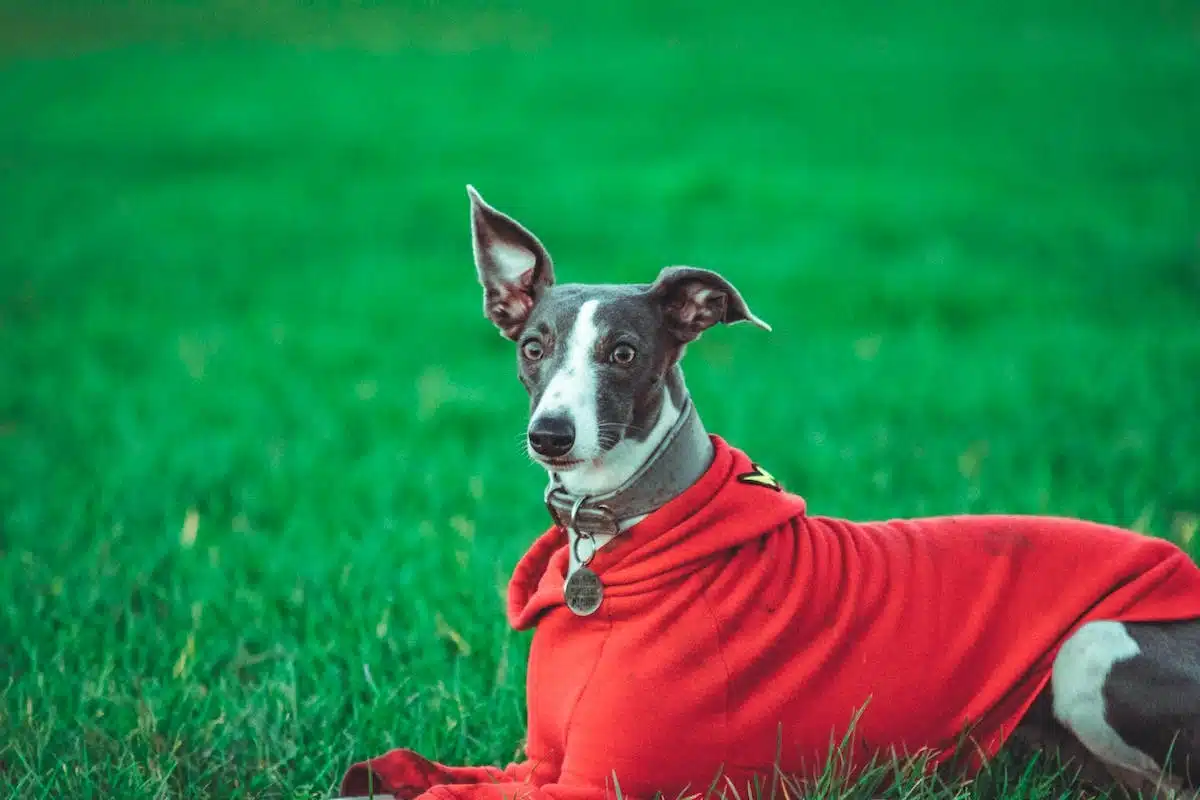 chien canicule