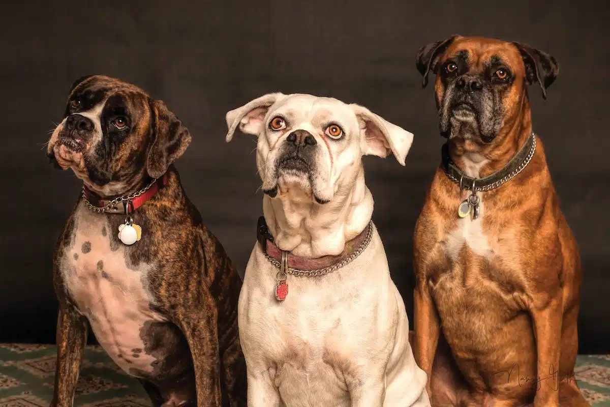 accessoires chiens