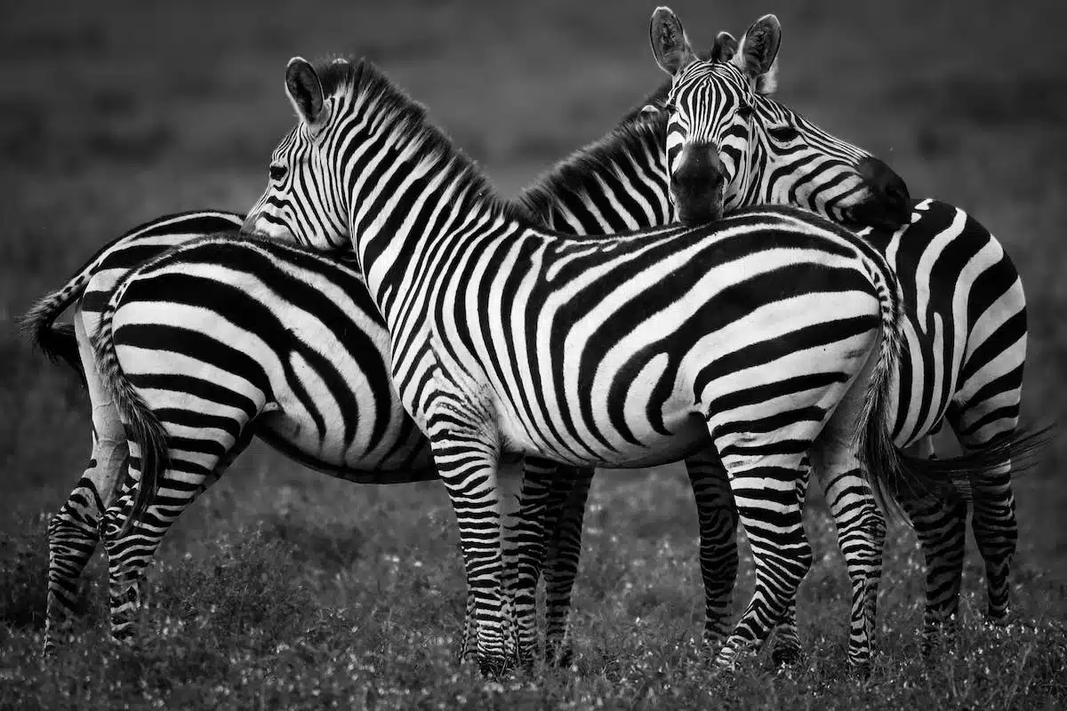 safari  animaux