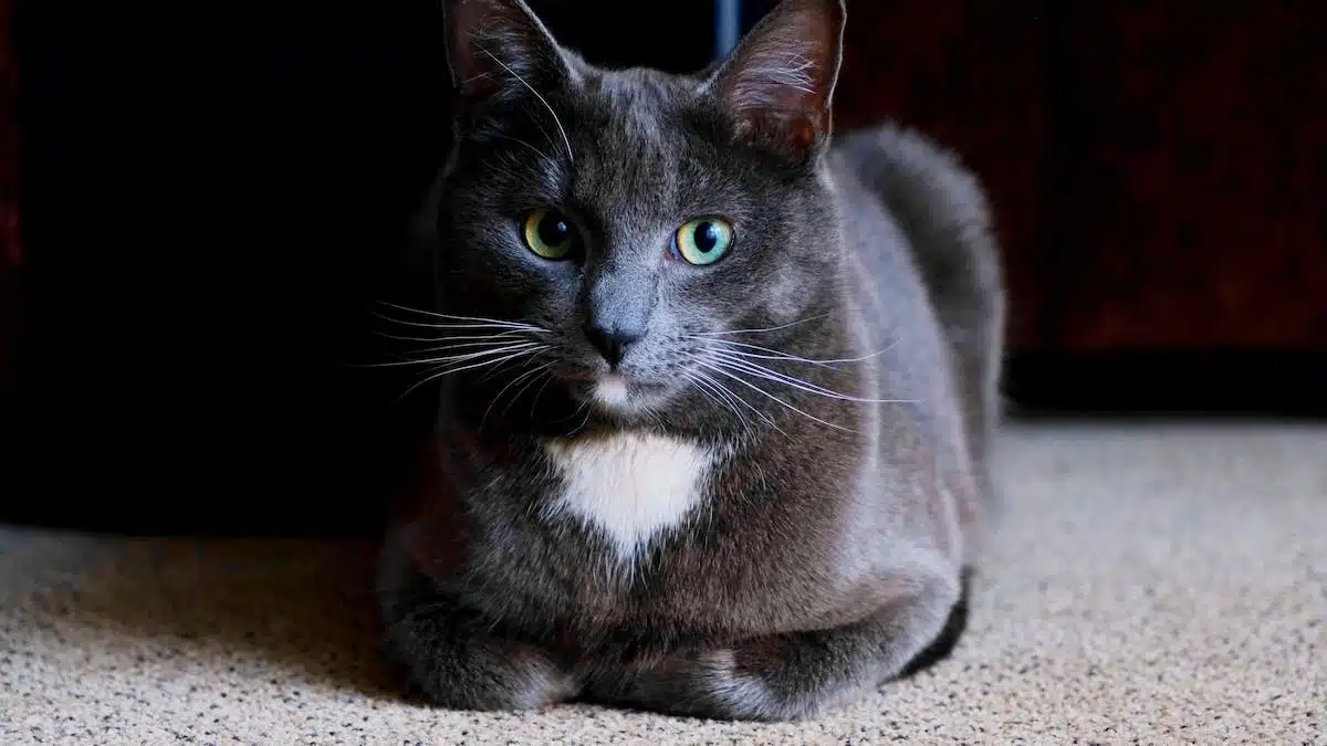 chat  déménagement