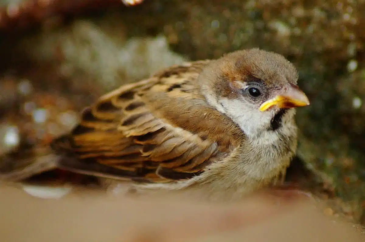 bébé moineau