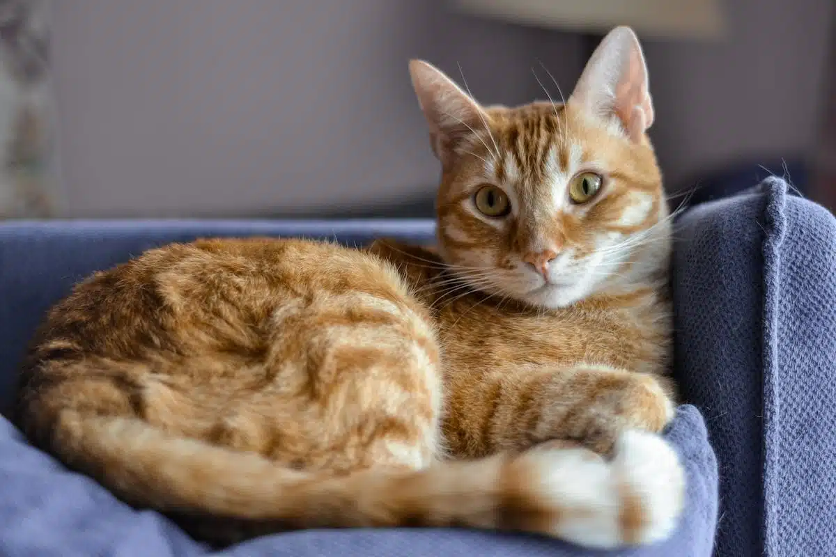 animaux  détente