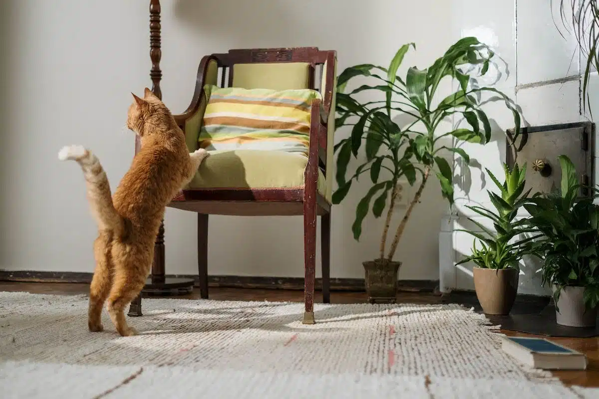 chat  intérieur