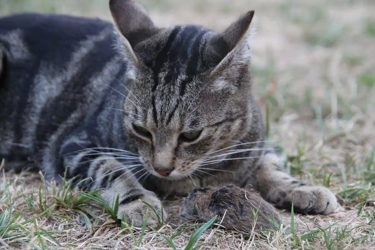 chat  phéromones