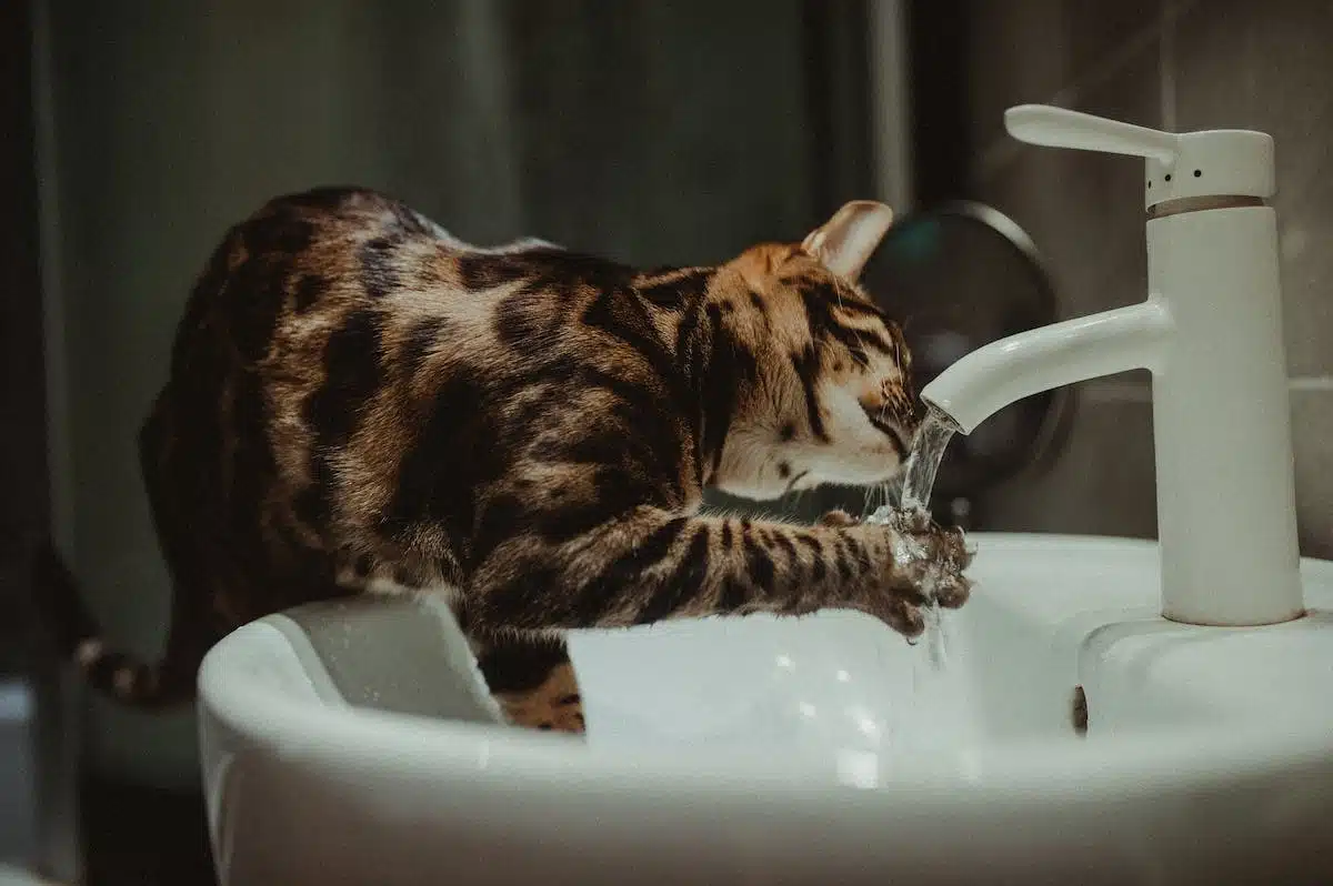 chat  eau