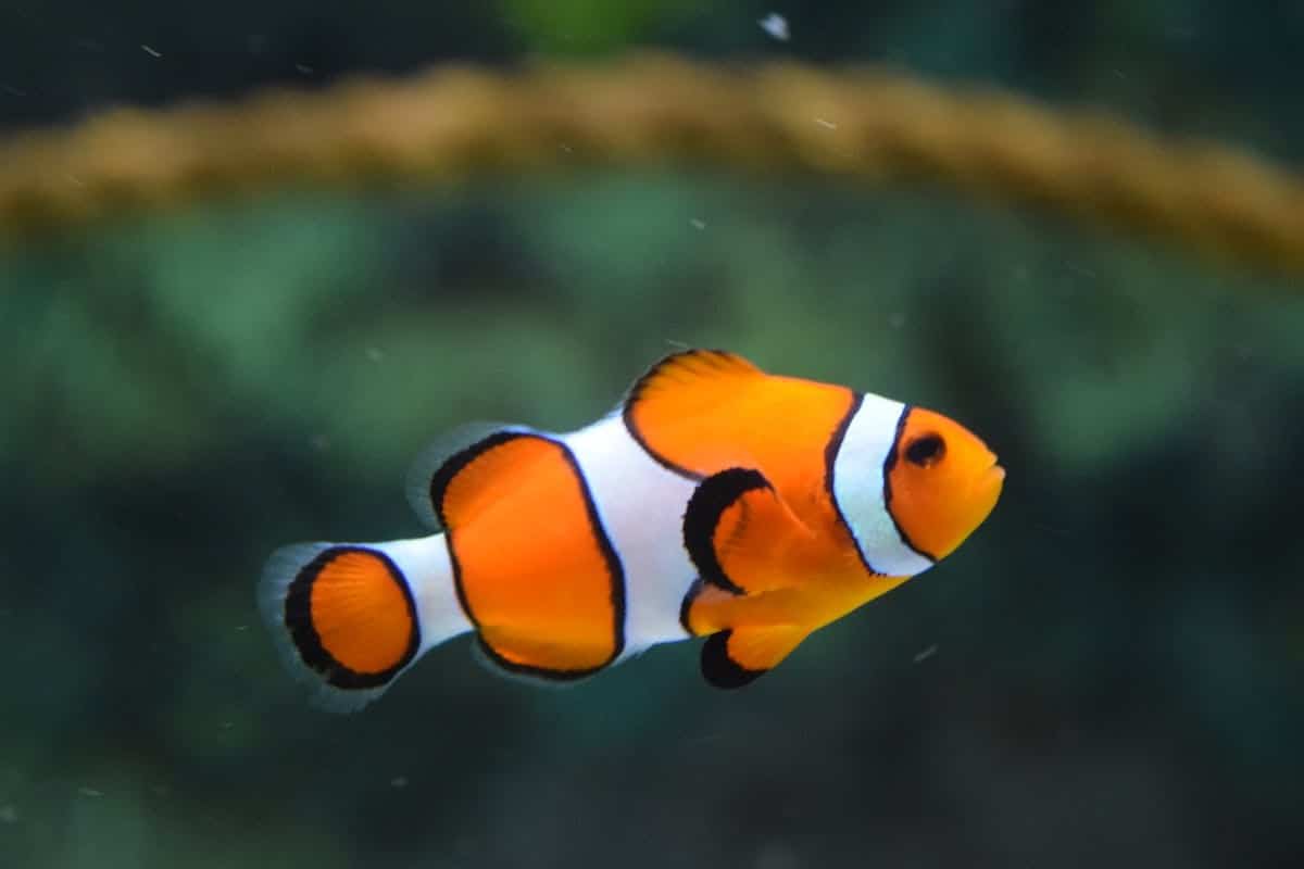 Les bienfaits du poisson dans l'alimentation de votre animal - Animal ...