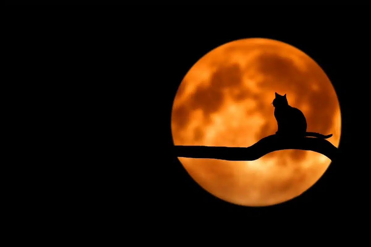 chat  nuit