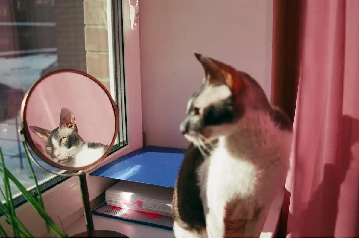 chat miroir