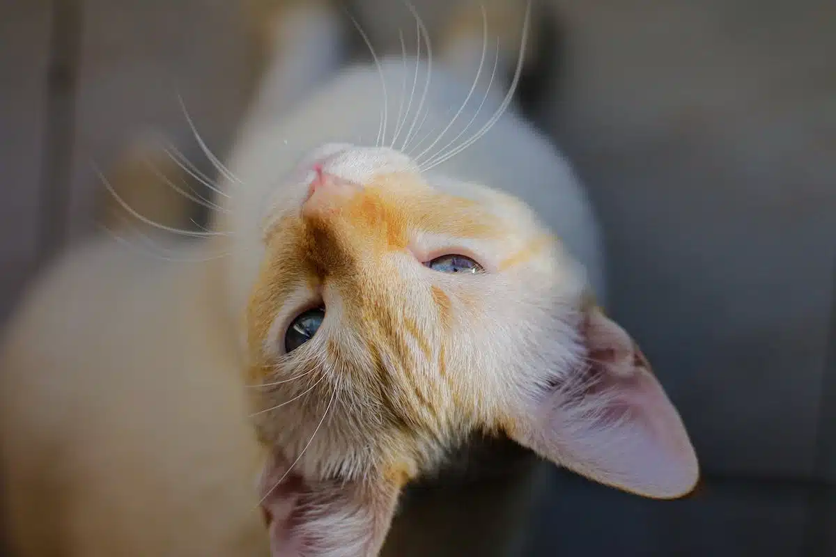 chat  apaisant