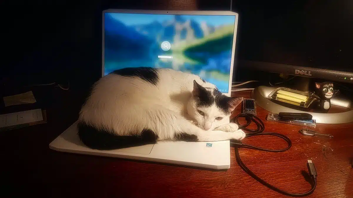 chat  technologie