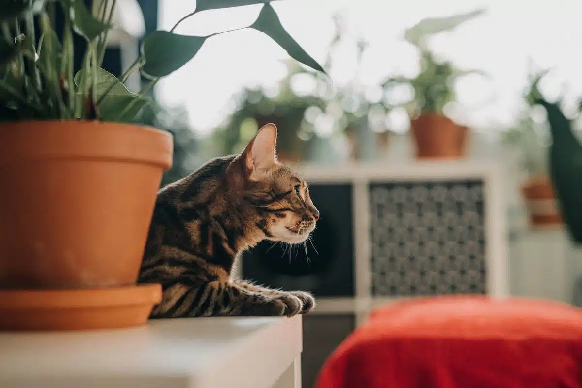chat  aromathérapie
