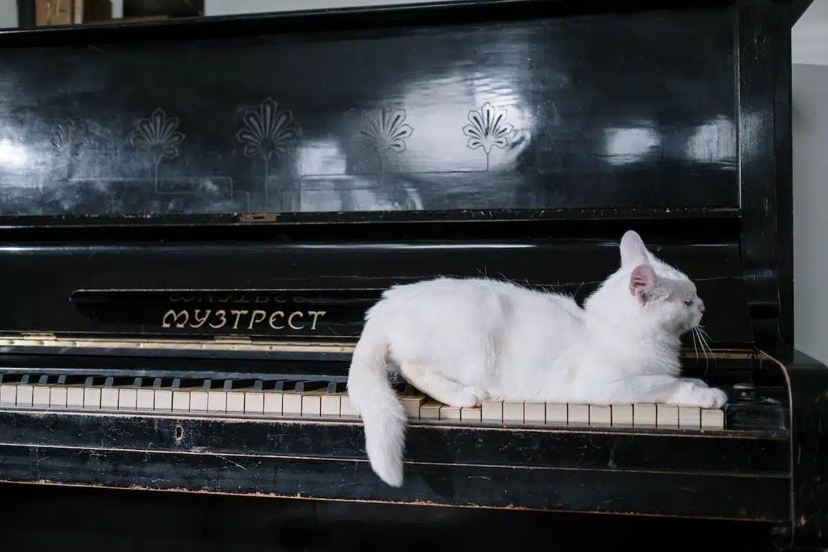 chat  musique