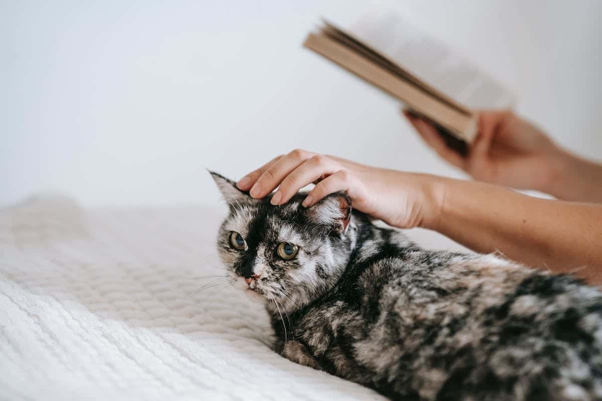 chat éduqué