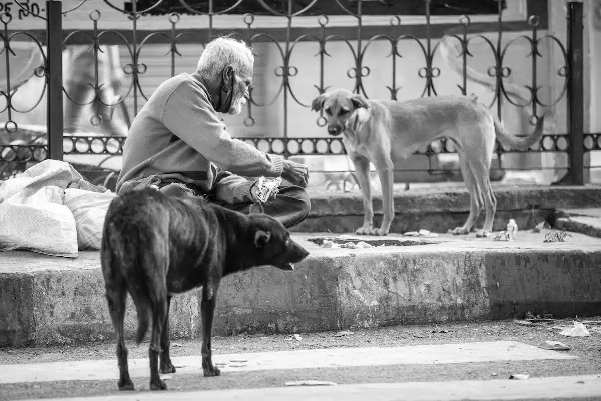 protection animaux
