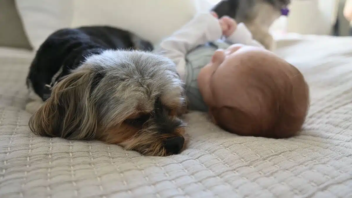 chien  bébé