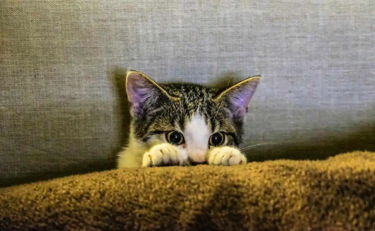 animaux stressés