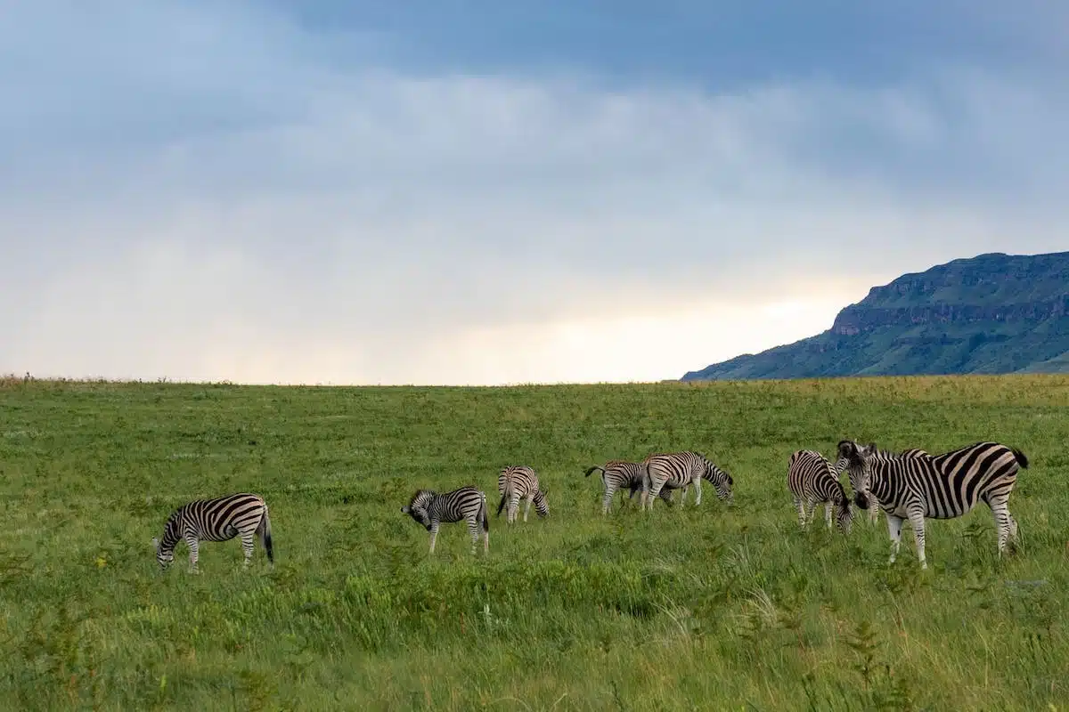 animaux environnement