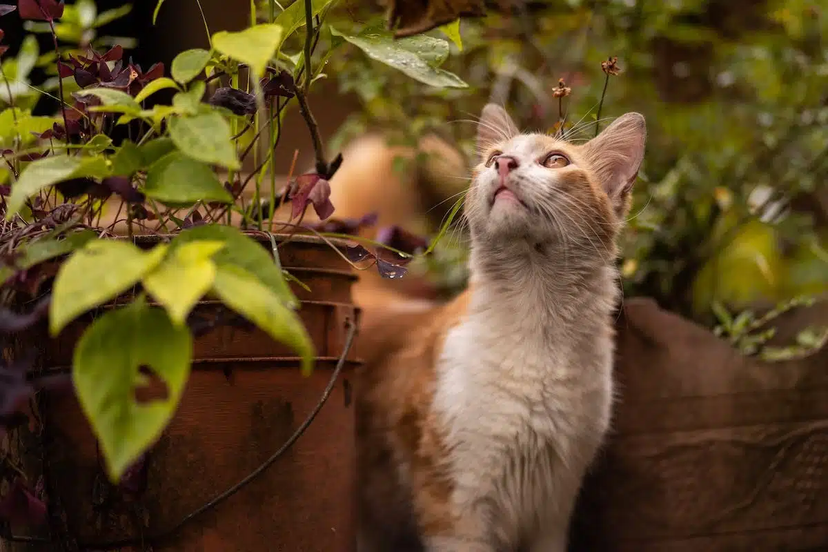 chat  plantes