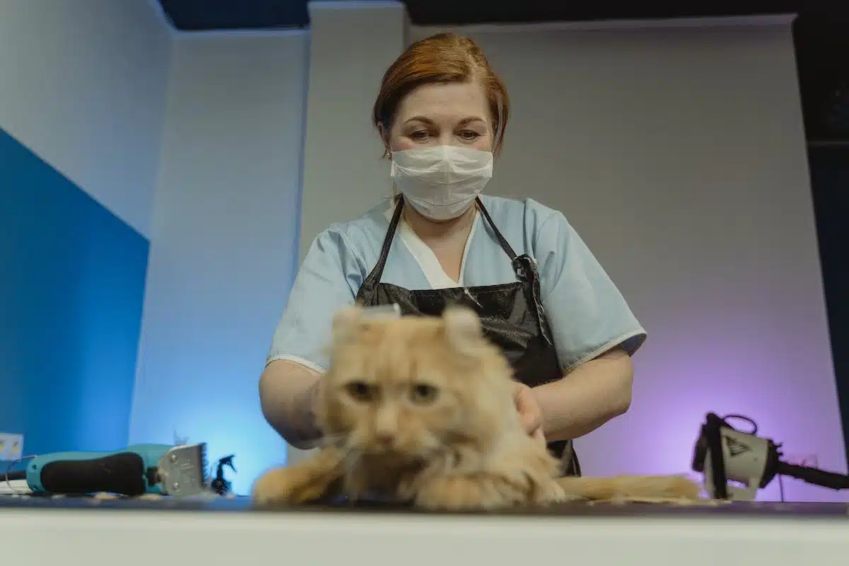chat  vétérinaire