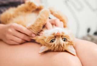 Calmer une chatte en chaleur : Astuces efficaces et naturelles