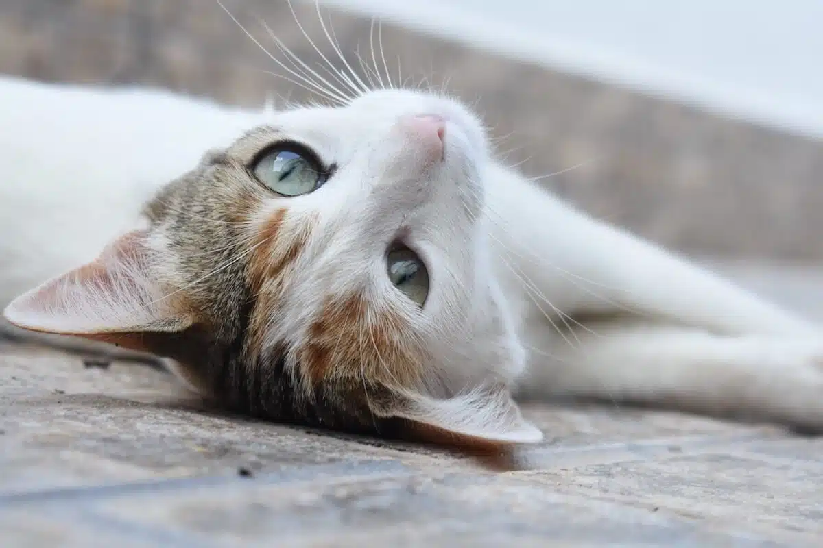Calmer une chatte en chaleur : Astuces efficaces et naturelles