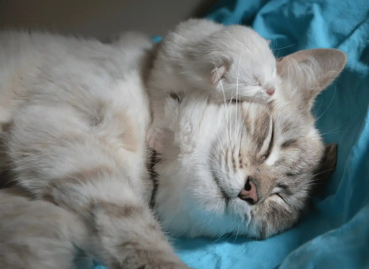 gestation chez la chatte