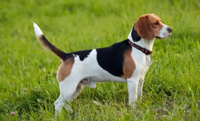 Tout savoir sur le chiot Beagle : Conseils et informations