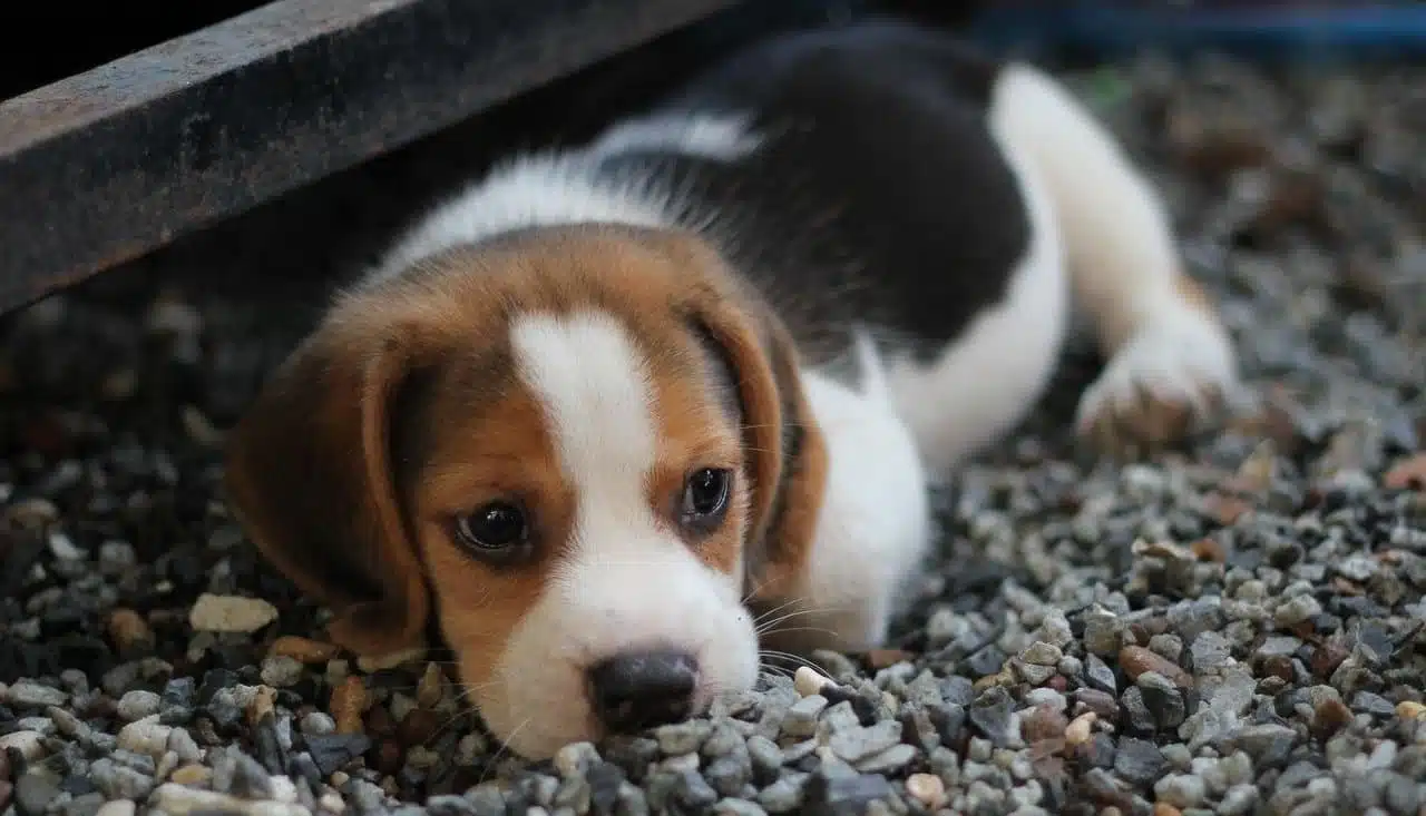 Tout savoir sur le chiot Beagle : Conseils et informations