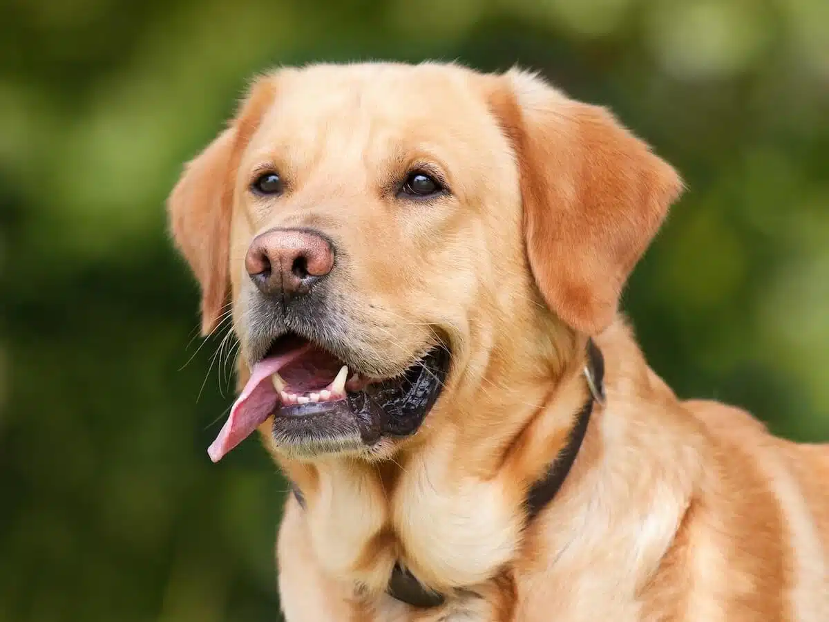 Vermifugation du chien : guide pour un animal en pleine santé