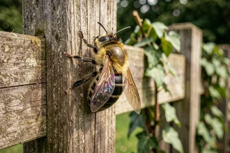 Abeille charpentière noire et jaune posée sur un poteau en bois dans un jardin, vue macro détaillée