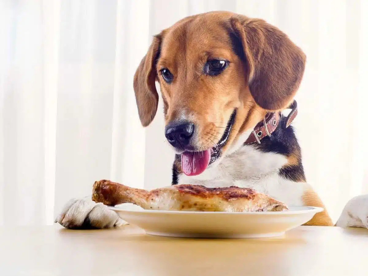 donner à manger au chien le soir