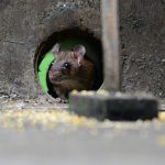 Comment éviter les rats de venir faire leur nid chez vous ?