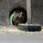 Comment éviter les rats de venir faire leur nid chez vous ?